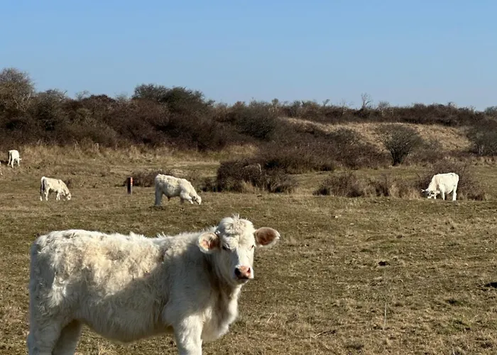 't In Goeree Lejlighed